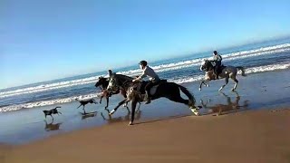 Grand galop sur la plage Woofing Amazir Cheval [upl. by Moss]