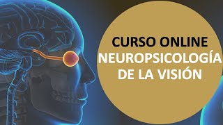 👨‍🎓 Neuropsicología de la visión [upl. by Errehs]