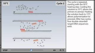 PCR Process Animation from Microbiology 2e [upl. by Oileduab]