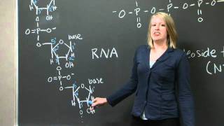 Explanation of 5 and 3 C terminus and N terminus  MIT 701SC Fundamentals of Biology [upl. by Ettenuj]