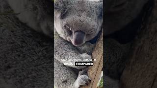 Koala The Dumbest Animal On Earth [upl. by Ahseela]