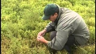 When to Harvest Pulse Crops  Lentils [upl. by Ecnaiva]