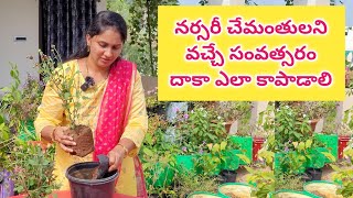 chamanthi plant care in telugu  chamanthi mokkalu ela penchali chrysanthemum chamanthi [upl. by Aralc]