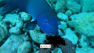 Feeding sea urchin to a friendly blue grouper [upl. by Tsan]