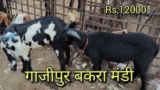 Ghazipur Bakra Mandi black menda 2112024 Rs12000 ka Adant menda he price kam ho jaenge [upl. by Aehtrod]