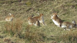 Mad March hares on Rathlin Island [upl. by Glaab]