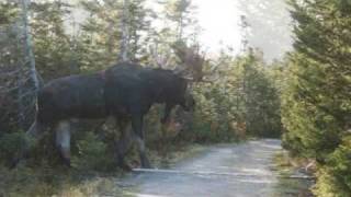 Big Moose [upl. by Ennovi]