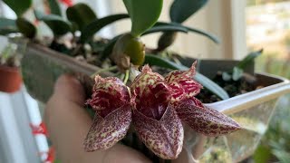 Цветение орхидеи бульбофиллум bulbophyllum frostii [upl. by Leirda]