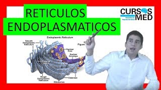 RETICULO ENDOPLASMATICO Y RIBOSOMAS ✅ 6 [upl. by Garlanda]