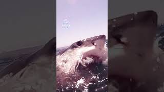 Great White Shark Breaches The Surface With Jaws Open [upl. by Palmira]