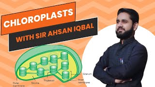 Chloroplast in Urdu Hindi and English What are chloroplasts plastids [upl. by Suoivatram]