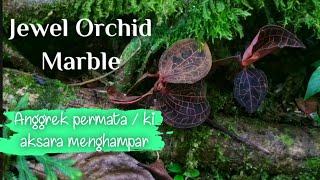 Penjelajahan Melelahkan Mencari Kiaksara Merah  Marble Jewel Orchid  Anoectochilus setaceus [upl. by Siana260]