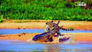 Vidéo Rare  Un jaguar attaque un caïman [upl. by Ernesto]