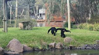 Siamang Apes howling and goes WILD [upl. by Obeded]