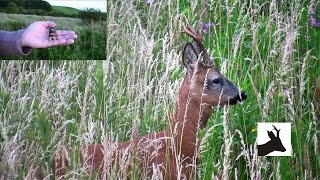 Calling roebucks with Hubertus Cherrywood call [upl. by Schreibe]