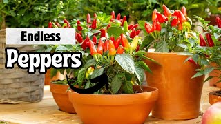 How to Grow the Same Pepper Plant for Years [upl. by Kavita]