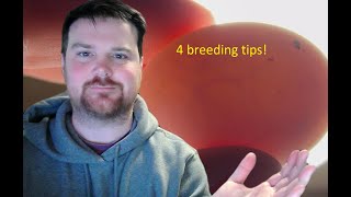 Racing Pigeon Breeding Season 4 tips [upl. by Hedve]