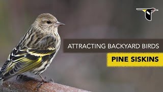 Attracting Backyard Birds Pine Siskins [upl. by Enileuqcaj89]