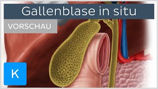 Gallenblase Lage und Anatomie der Gallenwege Vorschau  Kenhub [upl. by Siloum]