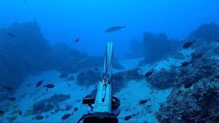 Hawaii Spearfishing  Irie Vibe [upl. by Ronn106]