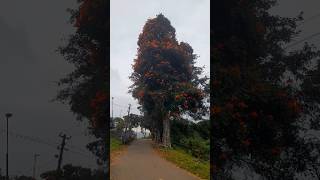 African tulip Tree Youtubeshorts africantulip tree [upl. by Gunter]