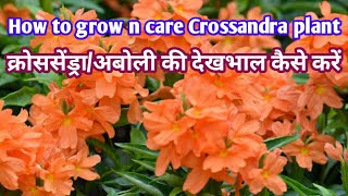 Crossandra plant Carekanakambram plantaboli plant care n propagationkavya [upl. by Bixby829]