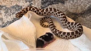 Red Western hognose snakes feeding day video [upl. by Sierra]