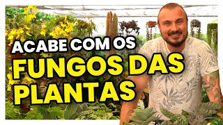 Como acabar com os FUNGOS nas PLANTAS  Dicas simples e eficazes [upl. by Yrrap]