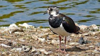 Lapwing Call  Bird Songs and Sounds [upl. by Diamond470]