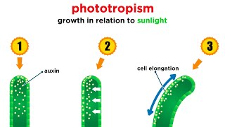 Mechanisms of Plant Growth [upl. by Gurl]