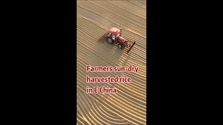 Farmers sundry harvested rice grains in E China [upl. by Gniliem980]