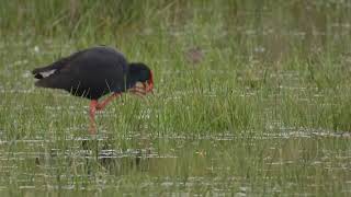 Ringed Western Swamphen Not Happy with the Ring [upl. by Nosaes]