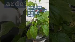 Pimenta doce não ardeplanta ampsalshortsaude [upl. by Hogle876]