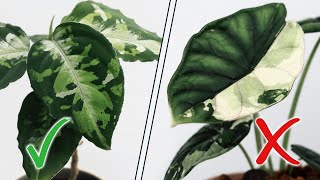 DONT DO THIS Low Light Houseplants DOs and DONTS [upl. by Onitrof]