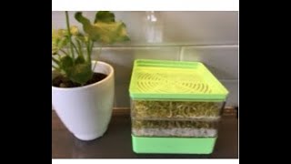 Grow Your Own Sprouts Sprouting fenugreek seeds for a salad [upl. by Dannica811]