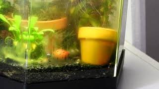 Nerite Snail in New Home  Time Lapse [upl. by Oreves]