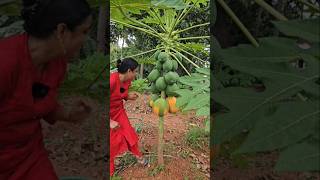 മൂന്ന് തരം Agriculture viralshort Harvest Trending Gardening  Papaya [upl. by Swigart]