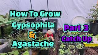 How to grow Gypsophila and Agastache part 3 [upl. by Nitsugua548]