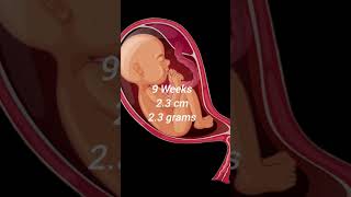 9 Weeks Baby height and weight In pregnancy trending shorts baby height weight [upl. by Arni]