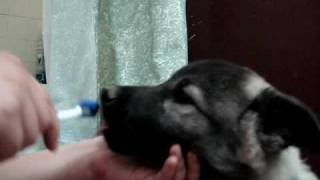 Norwegian Elkhound Tooth Brushing [upl. by Ribble]