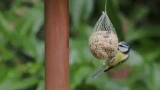 Nourrir les oiseaux du jardin [upl. by Eiryk]