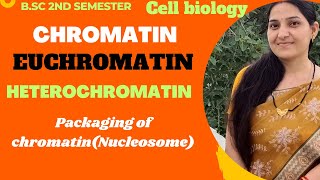 ChromatinEuchromatinHeterochromatinPackaging of ChromatinNucleosome ModelBSc 1st year [upl. by Gnah]