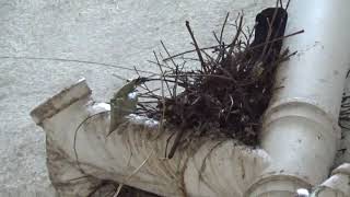 Rock Dove or Rock Pigen built nest with near human nest [upl. by Dott]