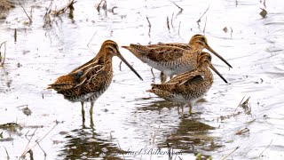 Common Snipes Gallinago gallinago  Bekassinen [upl. by Ostler]