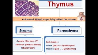 1 lymphatic system thymus [upl. by Eelano920]