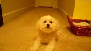 Lucy the Maltipoo [upl. by Assirod]