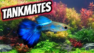 6 Awesome Guppy Fish Tankmates [upl. by Nad]