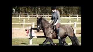 Fell Pony in a AH Saddles Traditional WH Saddle [upl. by Bilak]