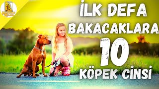 İlk Defa Bakılabilecek 10 Zeki Köpek Cinsi KÖPEK DOG İLKDEFABAKILACAKKÖPEKLER [upl. by Hansel]