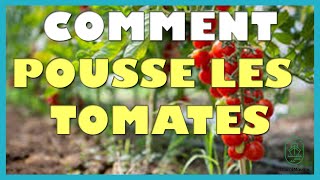 Comment pousse les tomates [upl. by Stillman161]